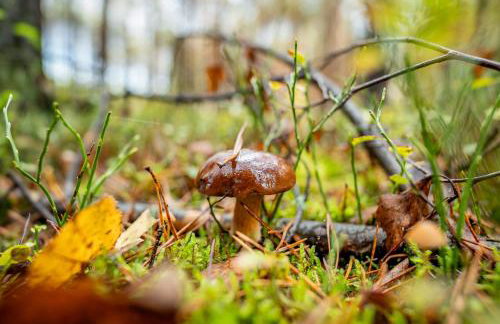 Agroturystyka Nad Wartą - Foto 21
