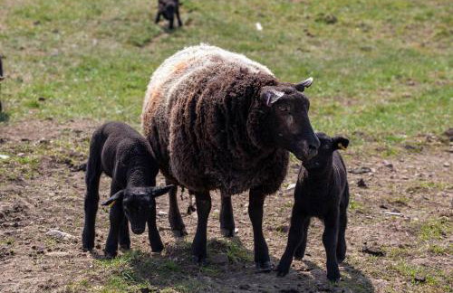 East Ayrlow Banks - Photo 35