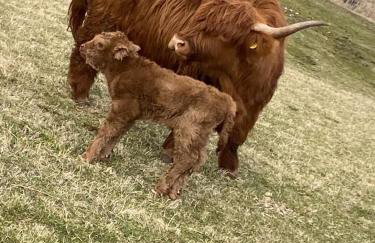 Willow Straw Bale Cabin - Foto 19