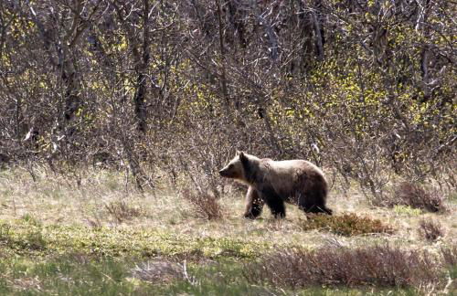 Frontier Cabin by Twin Beds Vacation Homes - Photo 40