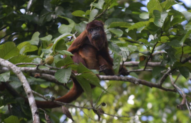 Trilha pela selva + Lago Sandoval - Foto 3