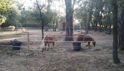 LES PAPILLONS - Foto 4