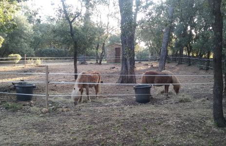 LES PAPILLONS - Foto 4