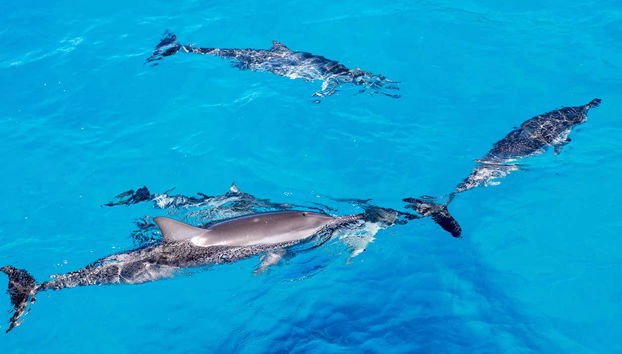 Oahu Dolphin or Turtle Watching & Snorkeling - Foto 2