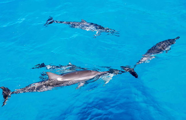 Oahu Dolphin or Turtle Watching & Snorkeling - Foto 2