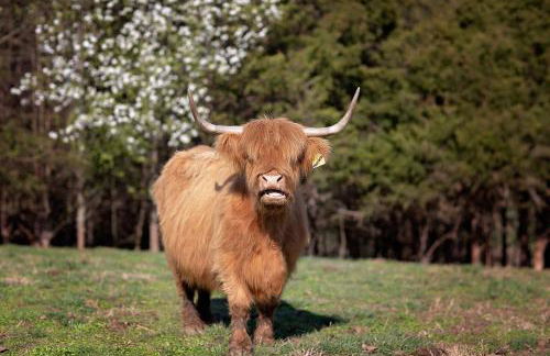 FishHouse Highland Cows FARM STAY Tinyhome Catfish - Foto 10