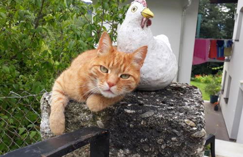 Studio Luise - Foto 23