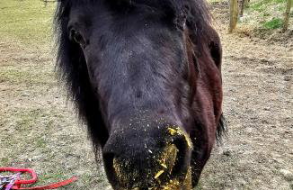 Glen Bay - 2 Bed Lodge on Friendly Farm Stay with Private Hot Tub - Foto 38