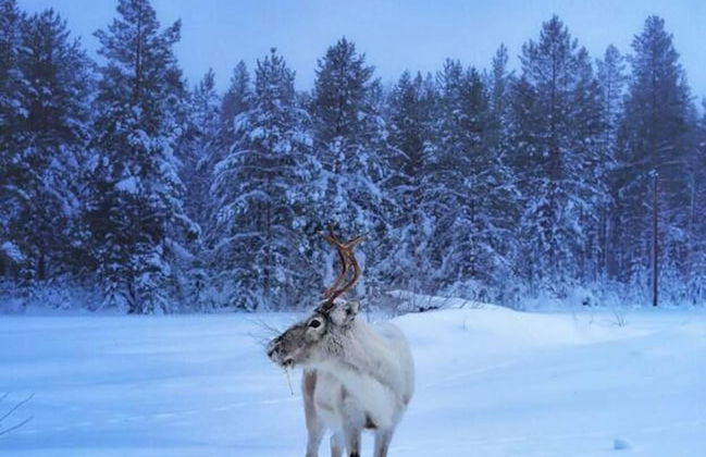 Cozy Stuga With Mountain & Northern Lights View - Photo 18