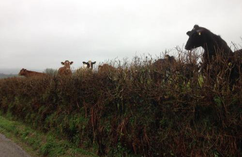 Red Kite Cottage - Foto 56