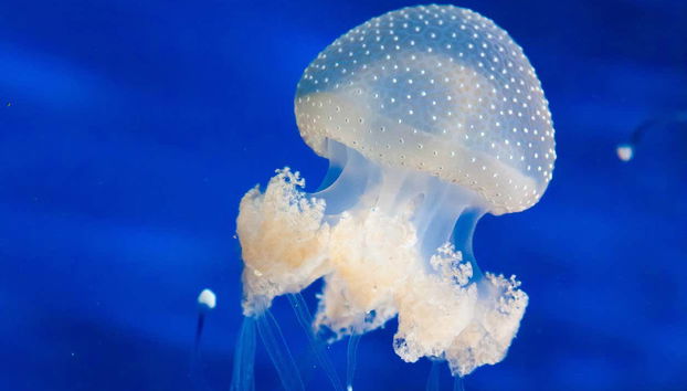 Una medusa dell'Acquario di Cattolica