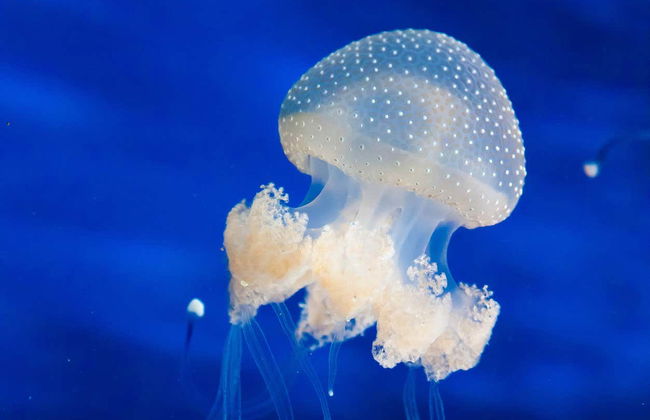 Billet pour l'Aquarium de Cattolica - Photo 2