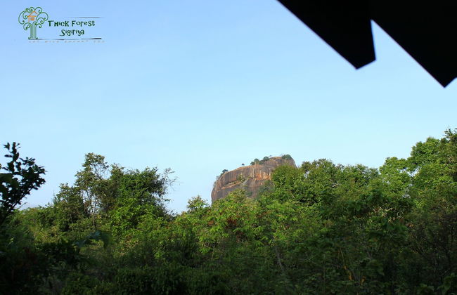 Thick forest sigiriya - Photo 22