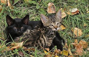 Casa Rural Ramblizo - Foto 21