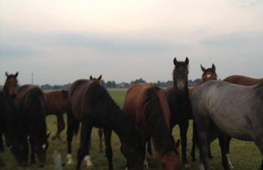 Farm stay Hof auf der Wurp - Photo 32