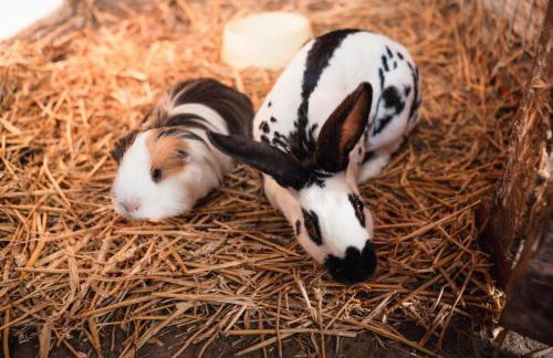 2 Bed in Whitwell oc-r33497 - Foto 23