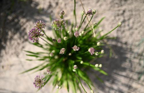 Bi de Bark - Foto 57