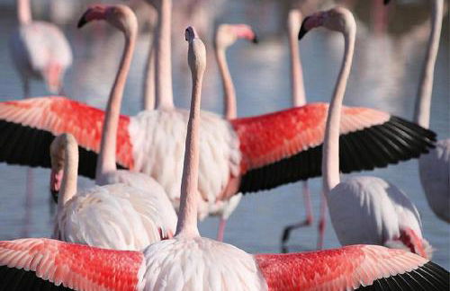 Cottage in Bellegarde Near Camargue Reserve - Foto 48