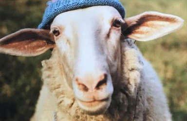 Zipworld Waterfalls Eryri Dogs Welcome 3 Bed sleeps 5 - Foto 20