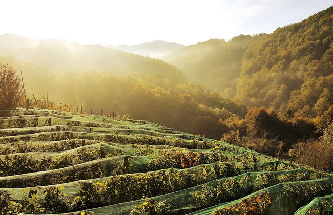 Vineyard cottage Matej - Foto 47