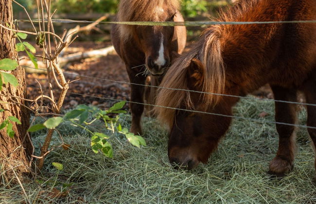 Historic Half Timbered Farm in Hohnebostel near Water Sports - Foto 26