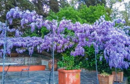 VILLA IL TRUFOLO - Foto 12