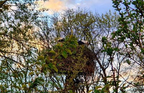 Domek de Janauis - Foto 79