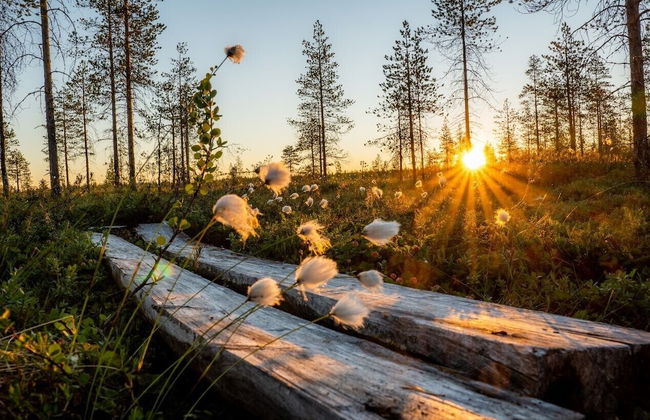 Metsä Kolo - Foto 1