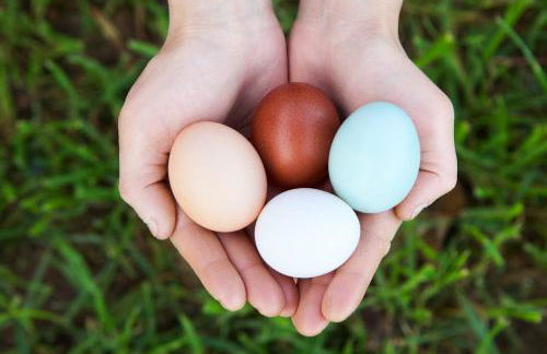 Poggio Diavolino - Suvereto - Foto 18