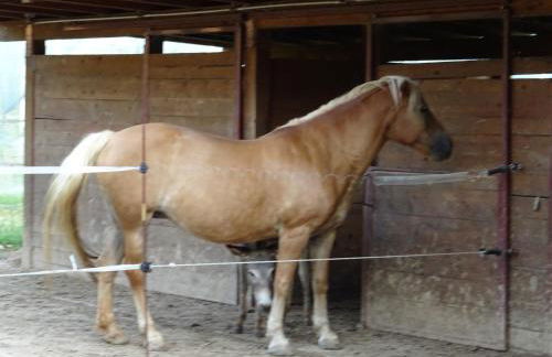 CASCINA LEGNAGO trilocale a 6 chilometri da SALO' - Foto 39