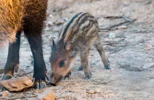 Herdade dos Abegões - Foto 33