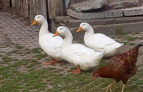 Koperkowe Rancho Beskid Wyspowy Domek Małopolskie KAMIONNA - Foto 56