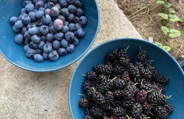 Domek Samice - Foto 2