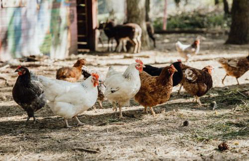 Eifelhüttchen Rotkehlchen - Foto 9