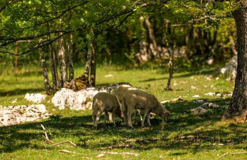 Kuća za odmor Šegota - Photo 35