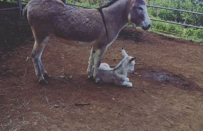 Agriturismo Castanito - Foto 36