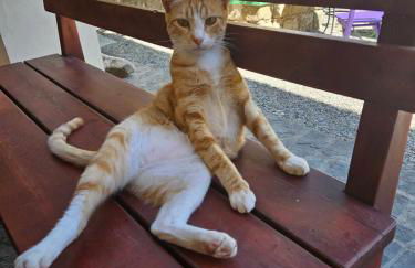 VILLA VICTORIA OLD TOWN - Foto 36