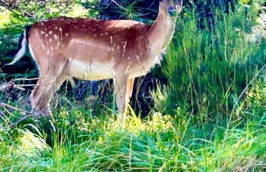 Maison de campagne à Camps-sur-l'Agly avec vue sur lac - Photo 21