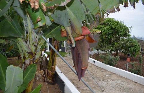 Chicho's Home - Foto 35