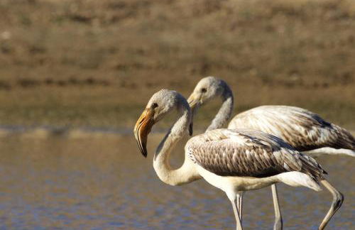 Herdade dos Grous - Foto 21