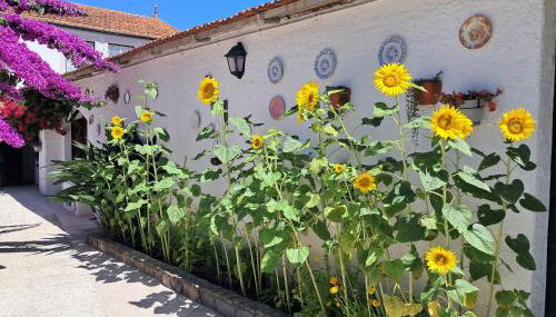 QM - Quinta da Morgadinha - Casa em Quinta Rural - Foto 2, Garden view