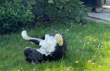 Gulfhaus Alte Meesterei - Foto 46