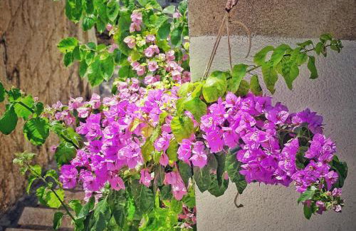 Ruzicin dvor - Photo 37