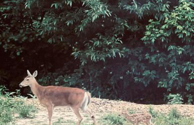 Bucks County Home Farm Philadelphia Dog Friendly - Foto 62