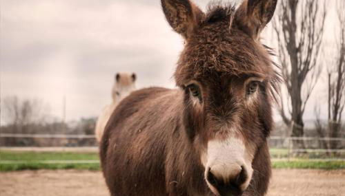 Agriturismo Stovali Da Lustrinu - Foto 5