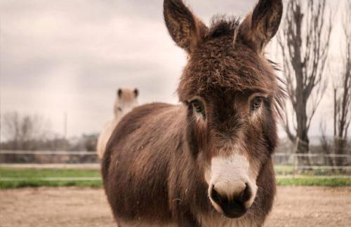 Agriturismo Stovali Da Lustrinu - Photo 5