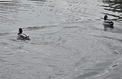 3BR 2BTH Waterfront Vacation Rental on Riverwalk to Downtown McHenry with Pier - Foto 10