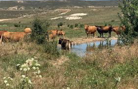 Descanso, aire sano y buenos asados - Foto 37