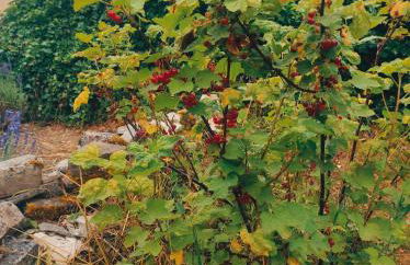 Le gîte "La belle époque" classé 3 Etoiles - Foto 25