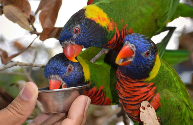 Entrada al Zoo de Miami - Foto 6